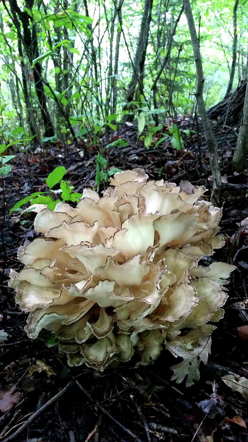Hen of The Woods Photograph by Brook Burling
