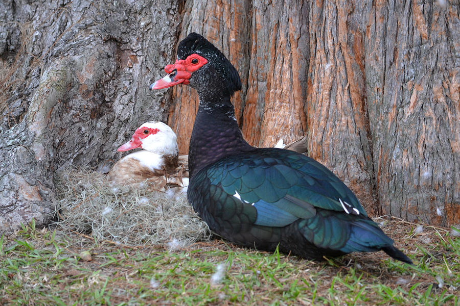 Hen on nest and Drake Muscovy Duck Guard Photograph by rd Erickson