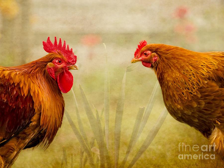 Chicken Digital Art - Hen Party Do You Come Here Often by Linsey Williams