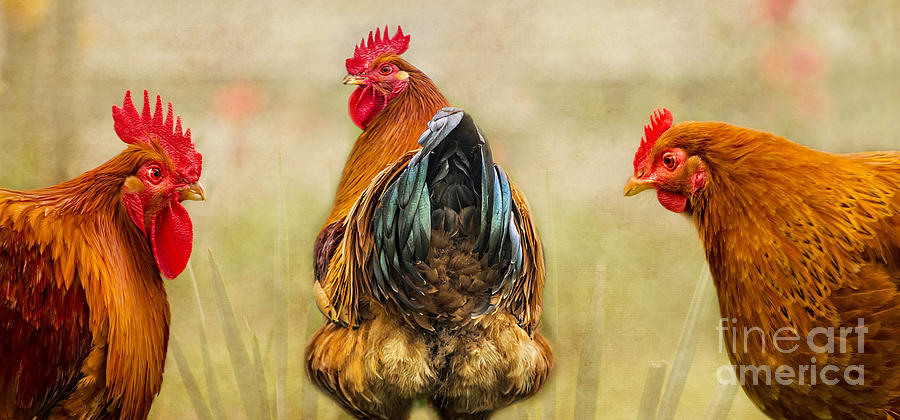 Chicken Digital Art - Hen Party Look At The State Of That by Linsey Williams