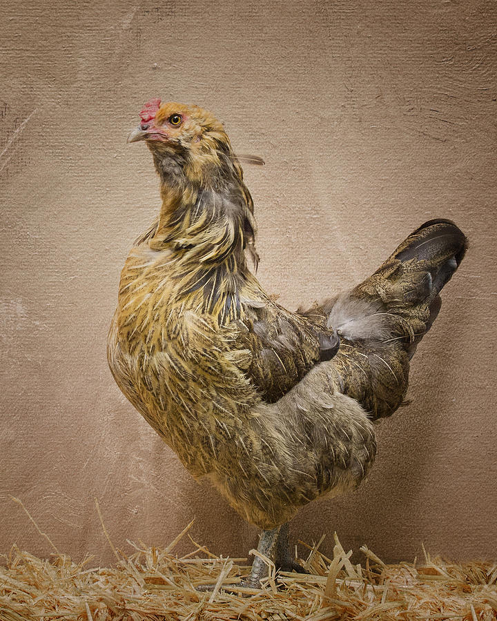 hen-pecked-photograph-by-denise-saldana