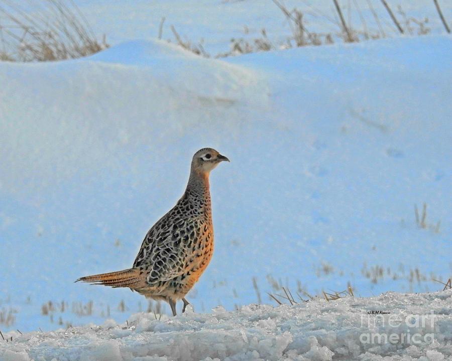 Hen Pheasant Photograph by Kathy M Krause