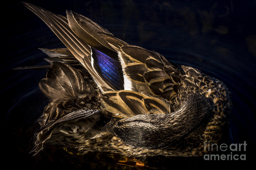 Duck Photograph - Hen Preening by David Rucker