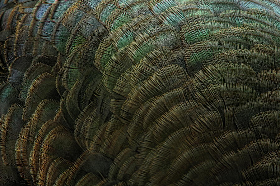 Hen Turkey Feather Abstract  Photograph by Dale Kauzlaric