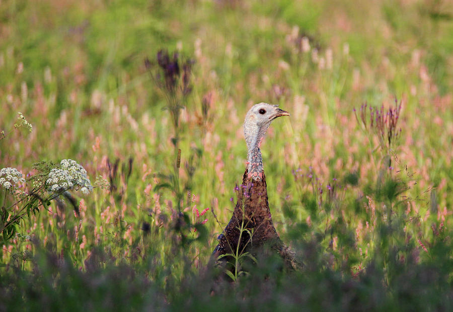 Hen Turkey in Summer 2 Photograph by Brook Burling