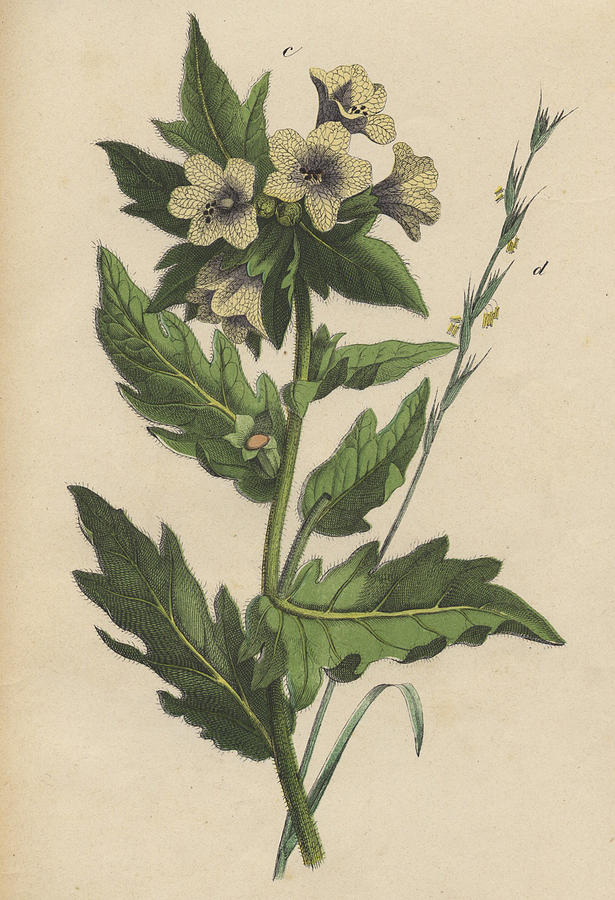 Henbane Hyoscyamus niger Drawing by German Botanical Artist
