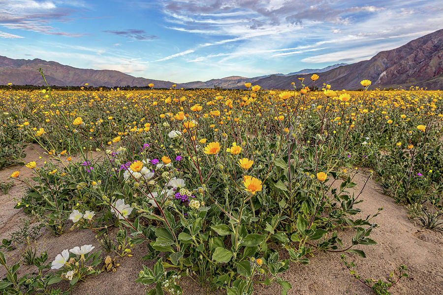 Henderson Canyon Super Bloom Photograph by Peter Tellone