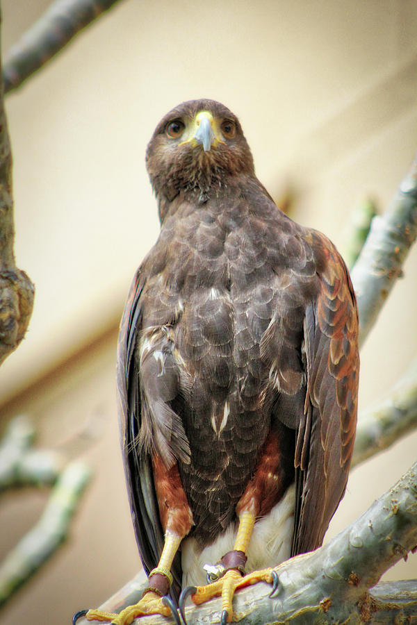 Henery Hawk Photograph by Todd Dunham - Fine Art America