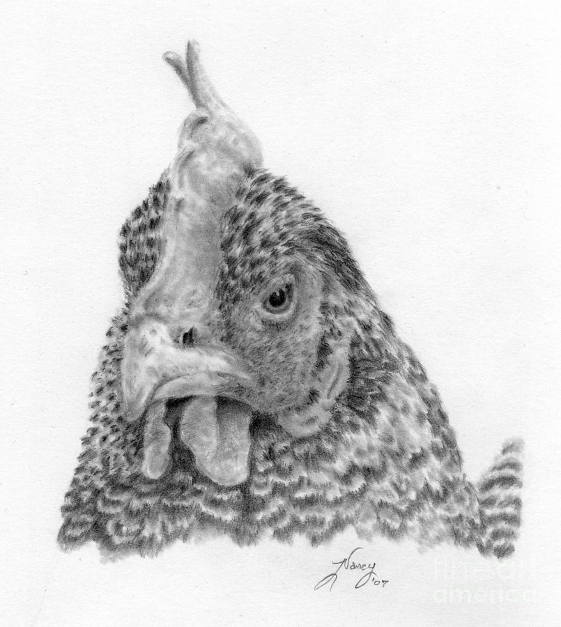 Henny Penny Drawing by Nancy Aldrich - Pixels