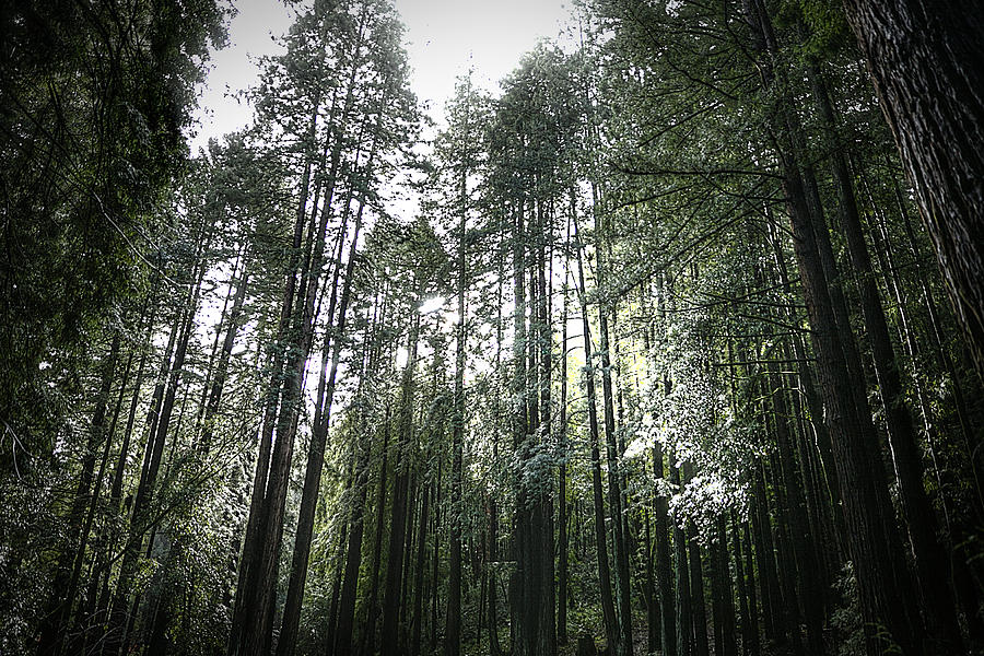 Henry Cowell by Robert Melvin Henry Cowell by Robert Melvin