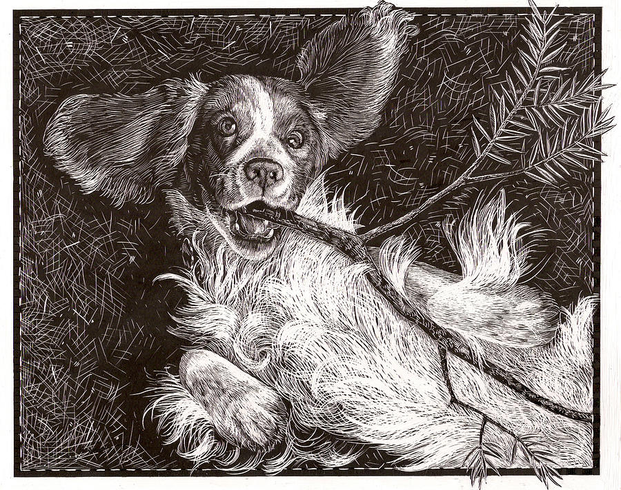 Welsh Springer Spaniel Drawing - Henry by Jennifer Harper