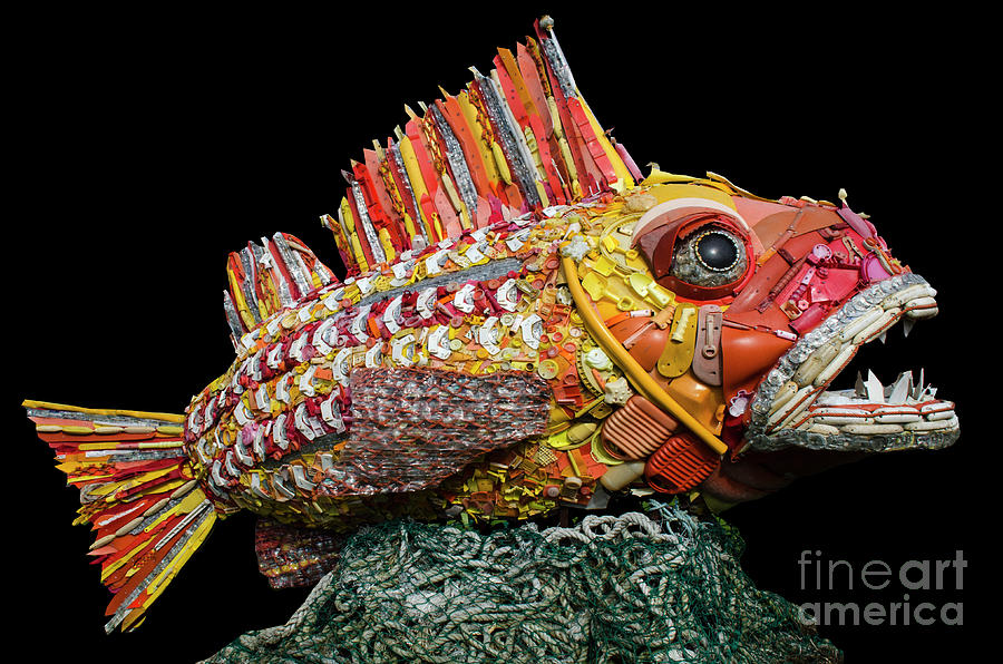 Henry The Fish Photograph by Bob Christopher