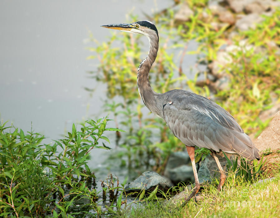 Heron Photograph - Henry the Great Blue Heron by Cathie Moog
