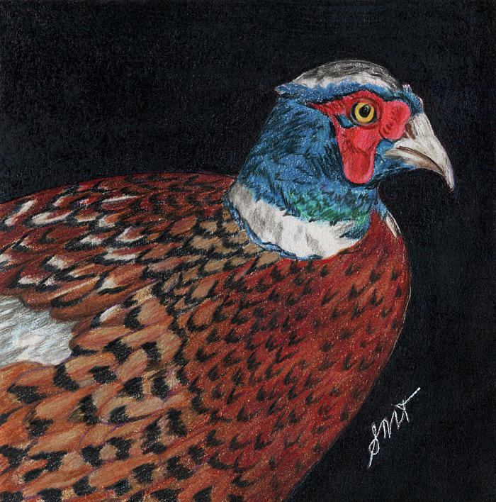 Henry the Pheasant Drawing by Sheila Tysdal