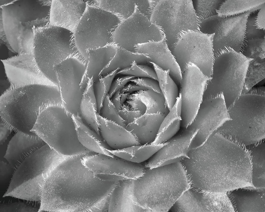 Hens and Chicks Black and White Photograph by Ann Bridges