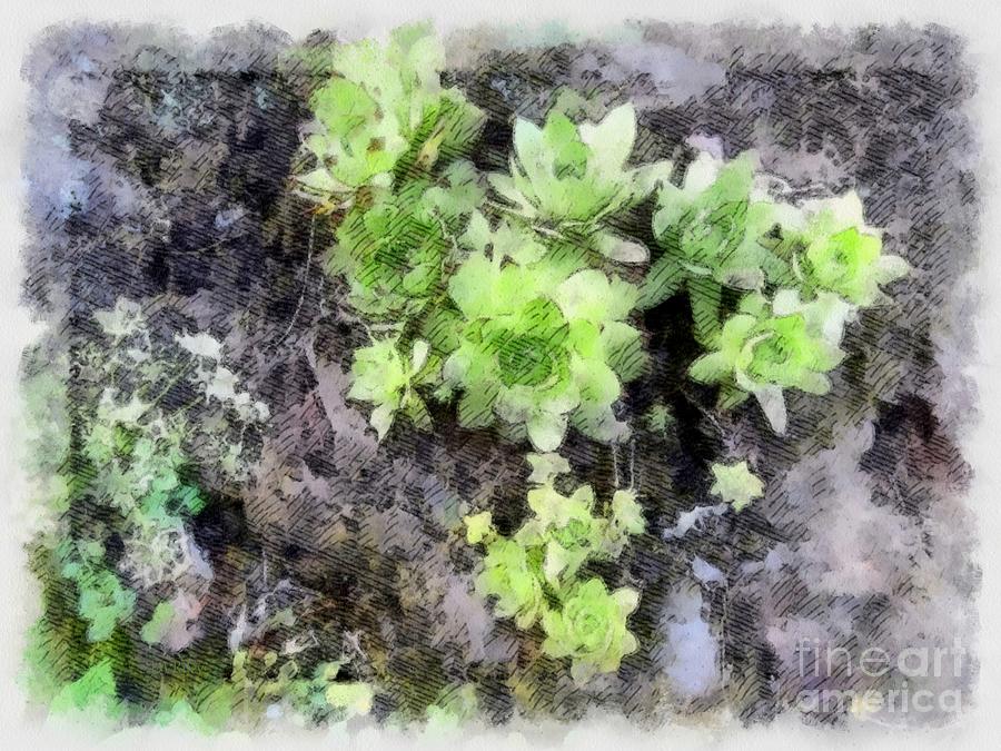 Hens and Chicks - Botanical Illustration Photograph by Janine Riley