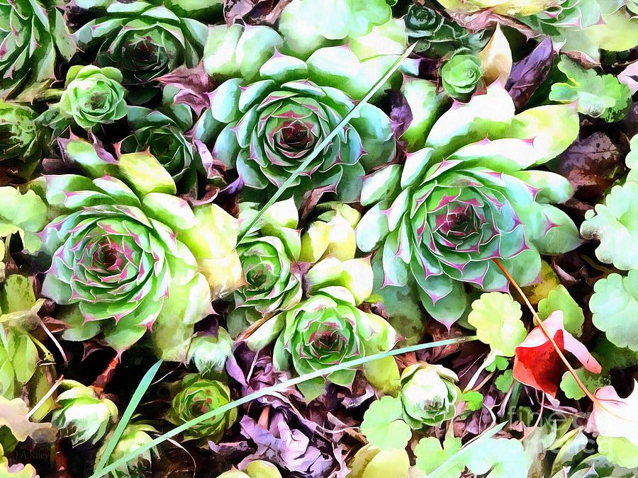 Hens and Chicks - Garden Cheer Photograph by Janine Riley