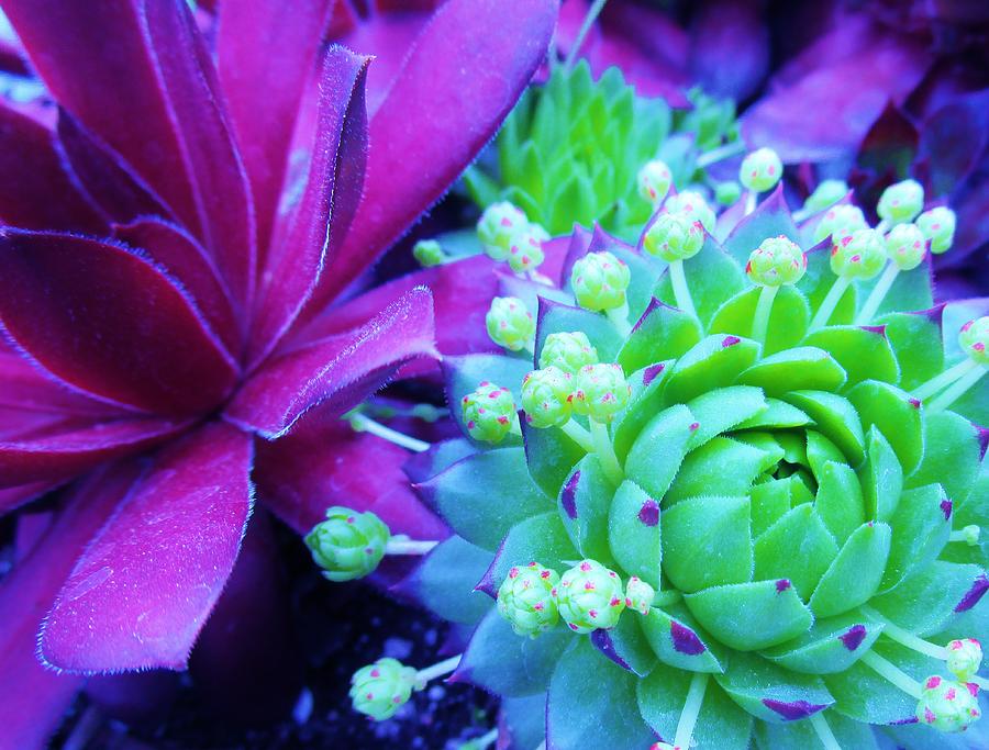 Hens And Chicks Gone Wild Photograph