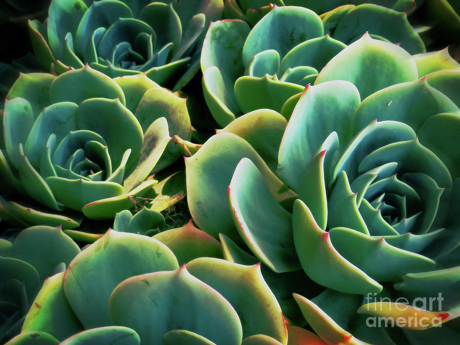 Hens And Chicks Photograph - Hens and Chicks by Two Hivelys