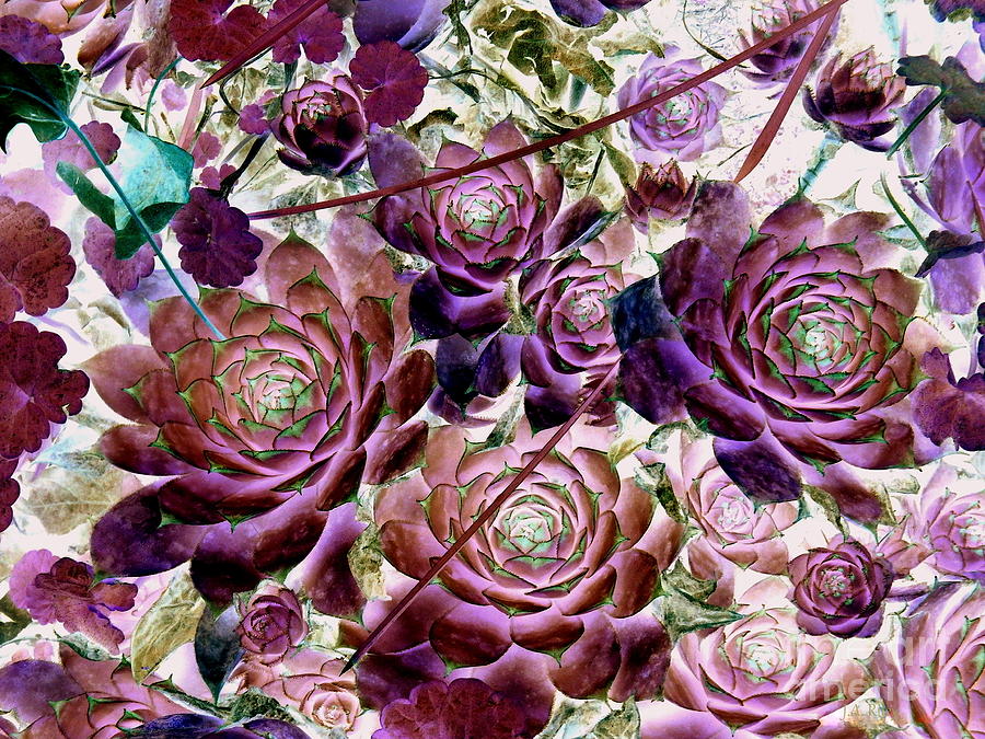 Hens and Chicks - Plum Rose Photograph by Janine Riley