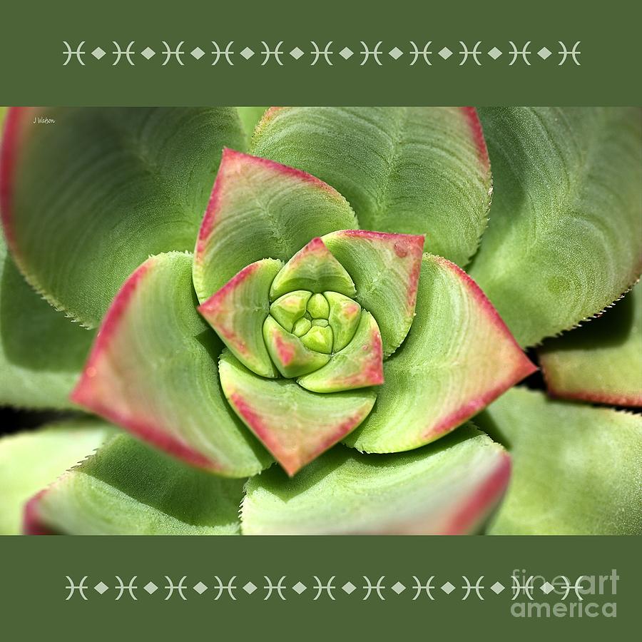Hens And Chicks Succulent And Design Photograph by Joy Watson