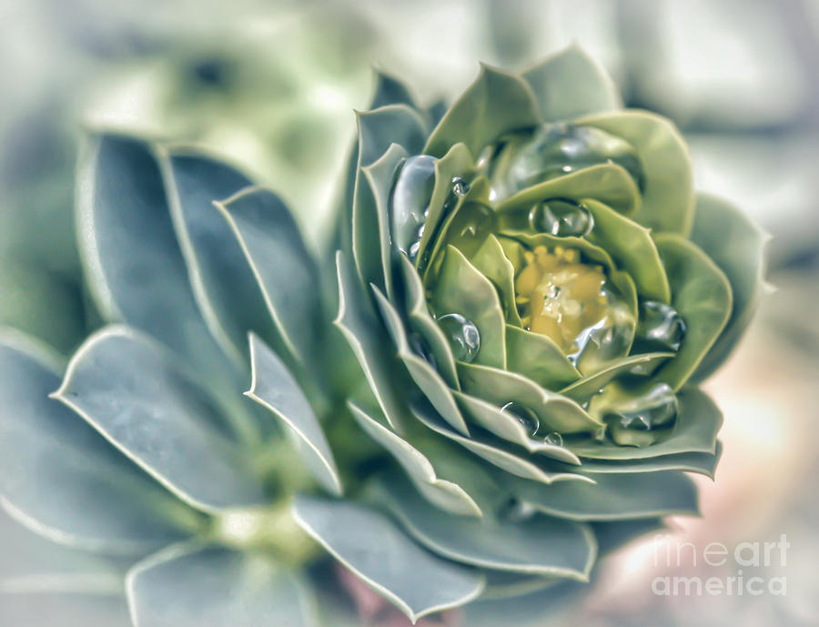 Hens And Chicks Succulent Photograph