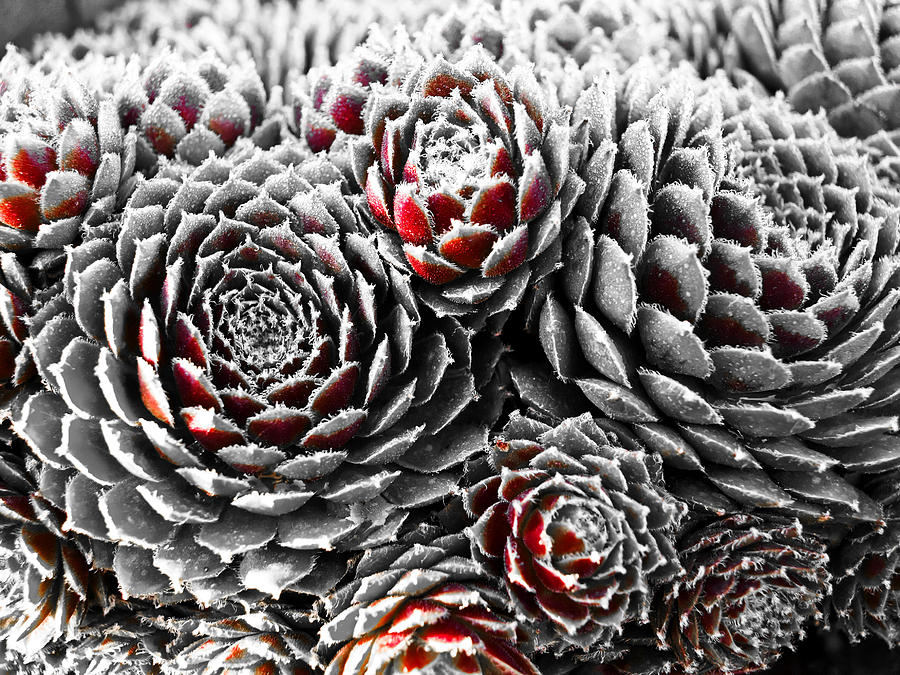 Hens And Chicks...succulent Plants Photograph by Tom Druin