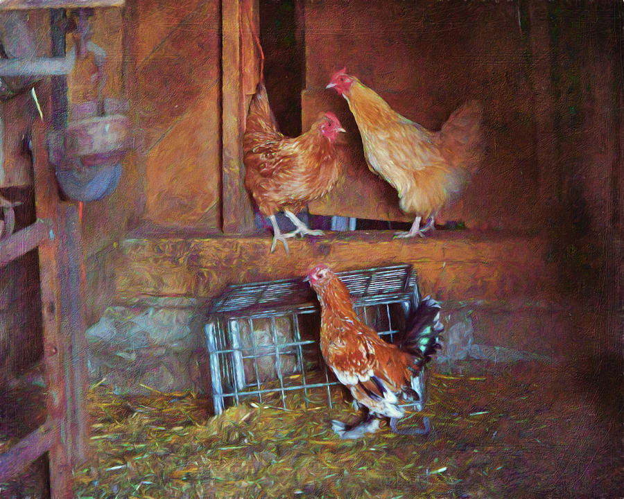 Hens - Barn Photograph by Nikolyn McDonald