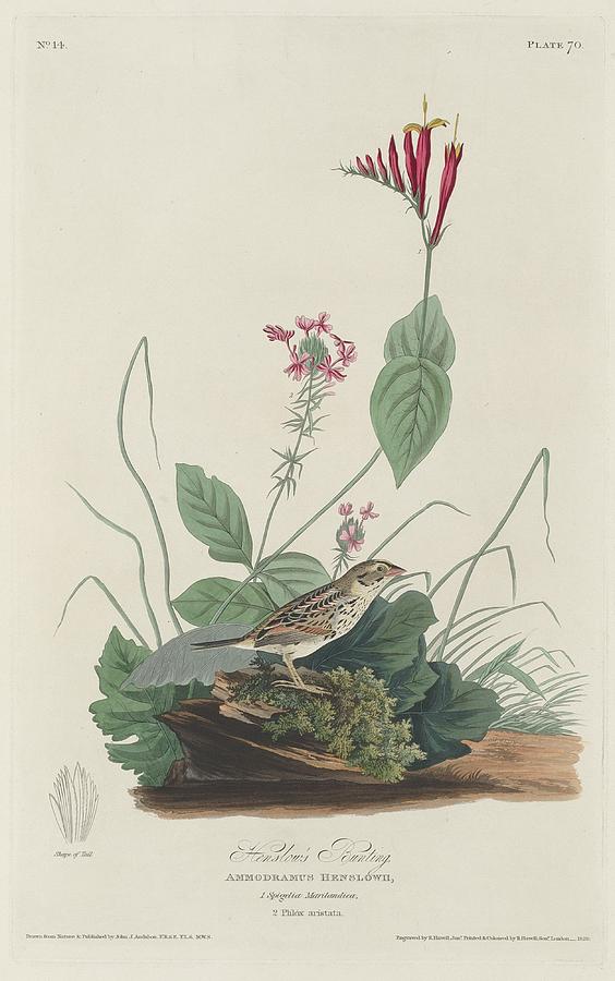 Henslows Bunting Drawing by Dreyer Wildlife Print Collections 