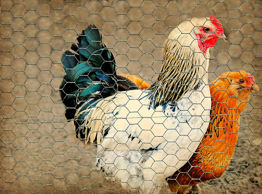 Hensn Chickens Photograph by Diana Angstadt