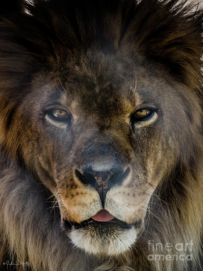 Henson The Majestic Lion #1 Photograph