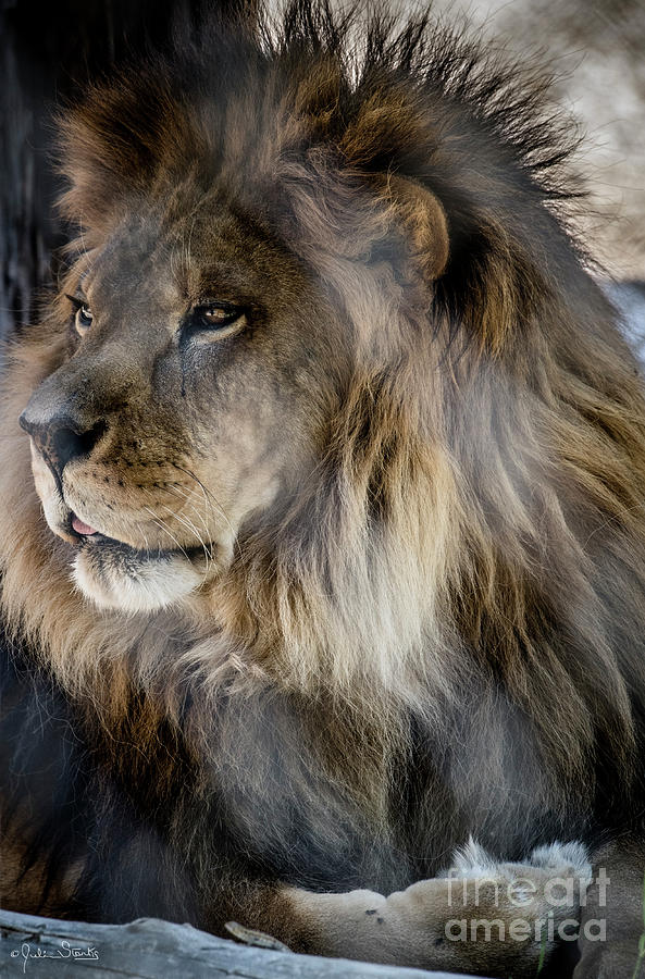 Henson The Majestic Lion 3 Photograph