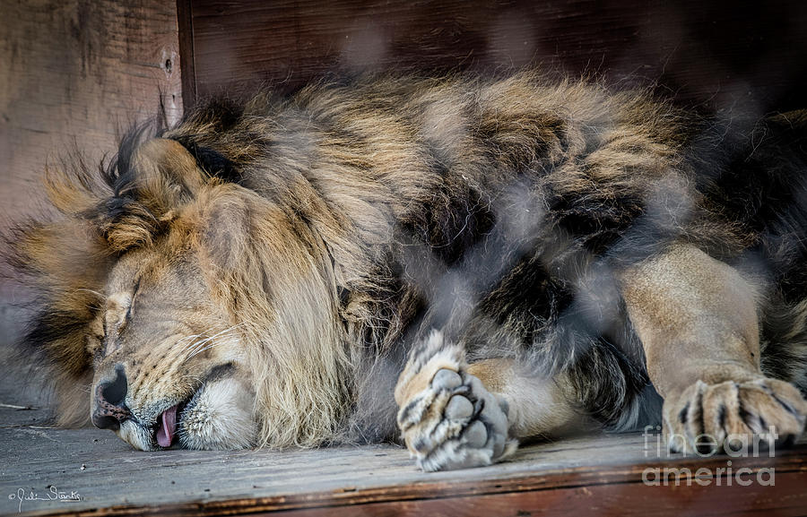 Henson The Majestic Lion #4 Photograph