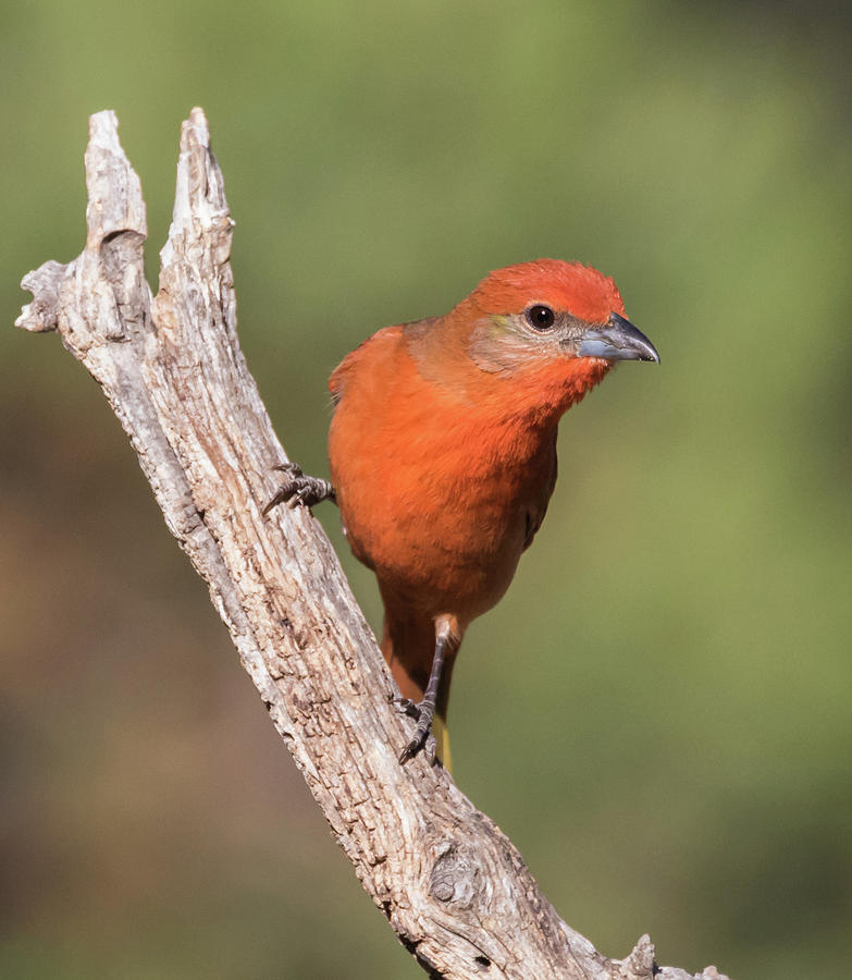 Hepatic Tanager Photograph by Dee Carpenter