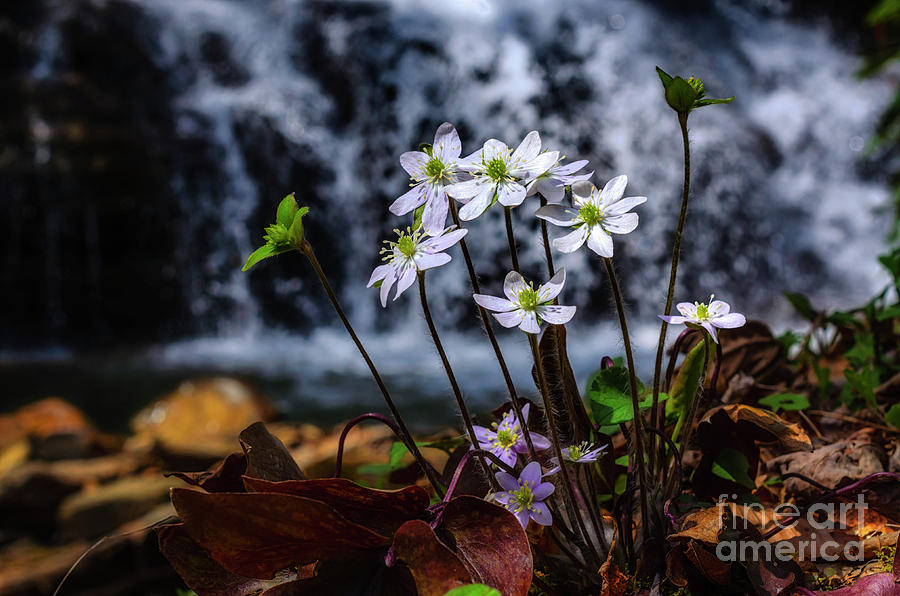 Hepatica and Waterfall Photograph by Thomas R Fletcher