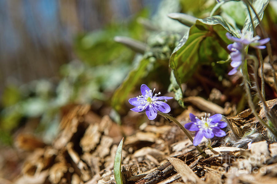 Hepatica Photograph by David Arment