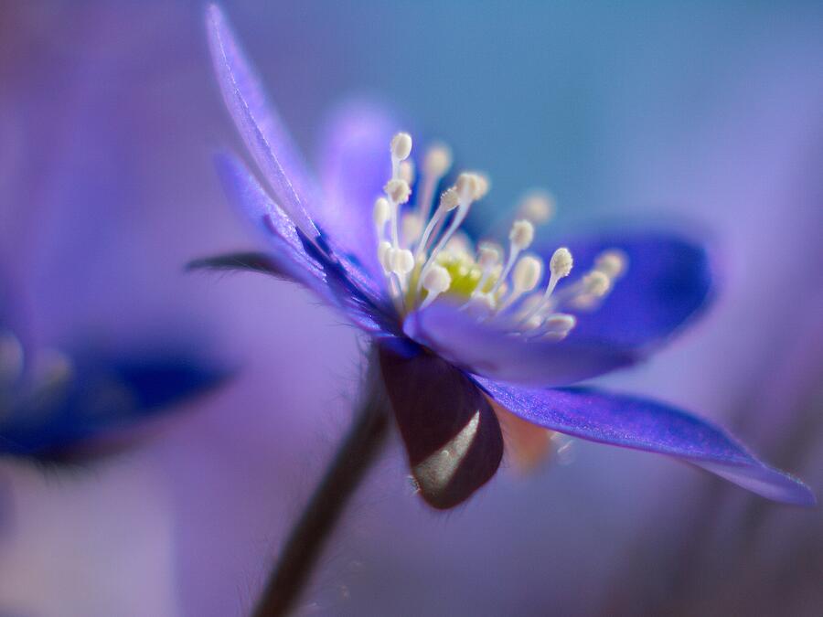 Hepatica blue Photograph by Jouko Lehto