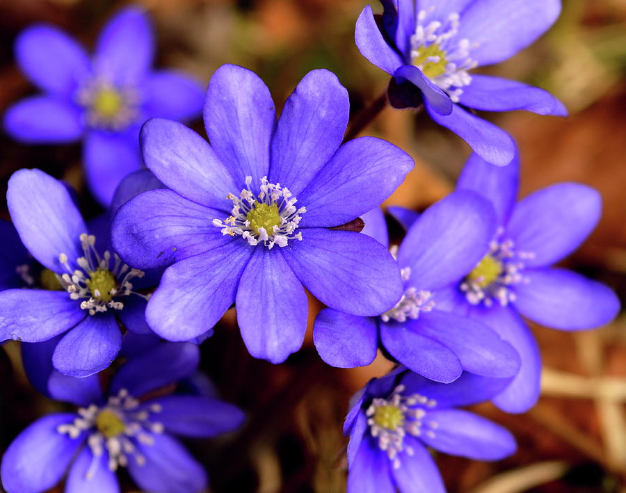 Hepatica nobilis Photograph by Peter Pier - Fine Art America