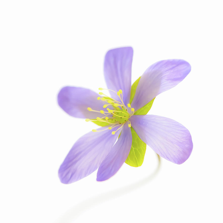 Hepatica on White by Ari Salmela Hepatica on White by Ari Salmela