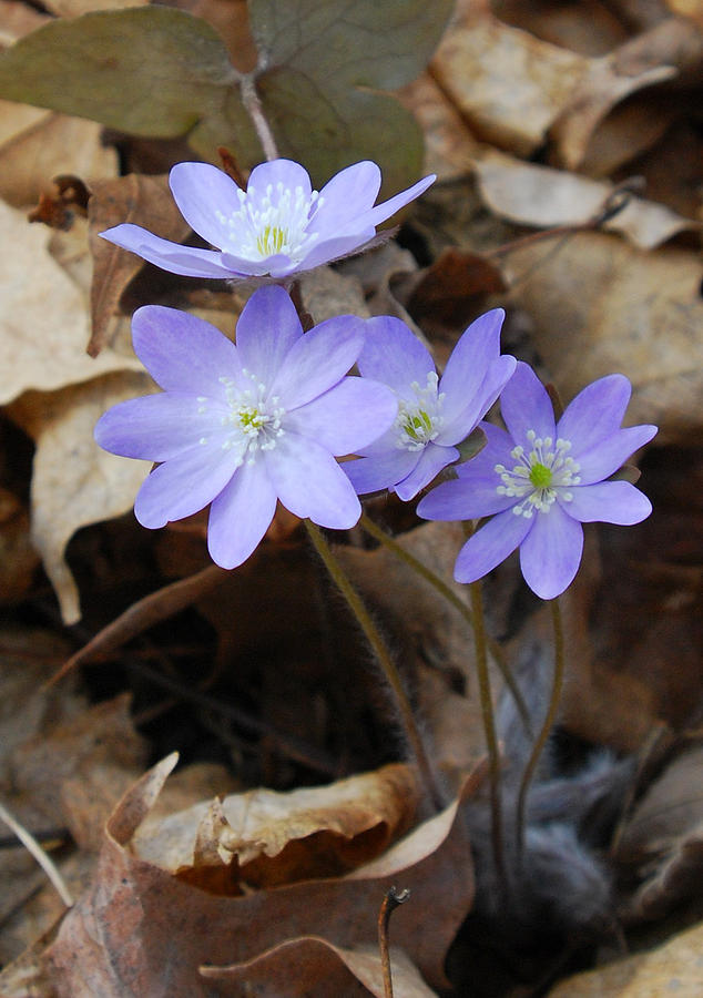 Hepatica Wildflowers in Early Spring Photograph by Cascade Colors