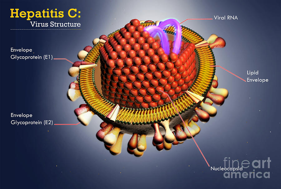Hepatitis C Virus, Illustration Photograph by Sultan Alshehri
