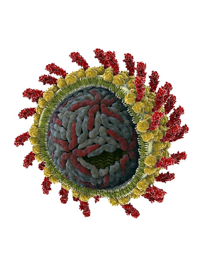 Hepatitis C Virus Photograph - Hepatitis C Virus, Molecular Model by Ramon Andrade 3dciencia