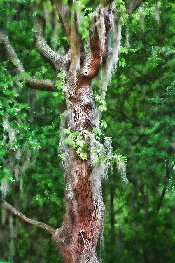 Chameleon Tree Photograph by Toni Hopper