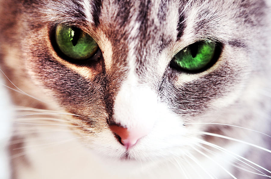 Her Emerald Eyes. Kitty Time Photograph by Jenny Rainbow