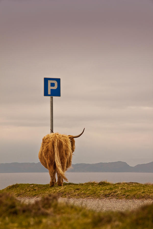 Cow Photograph - Her Favourite Pick-nick Spot In The Highlands by Dorit Fuhg