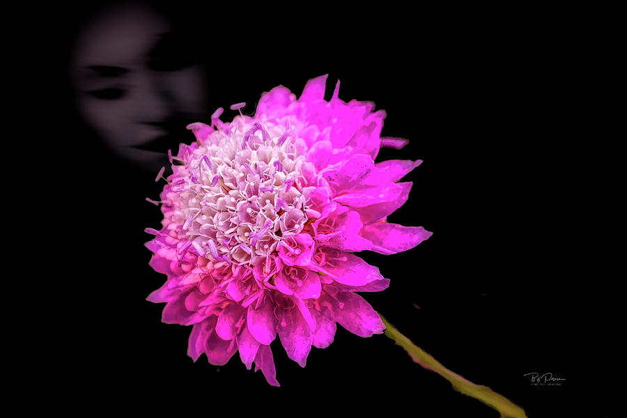 Her Flower Photograph by Bill Posner