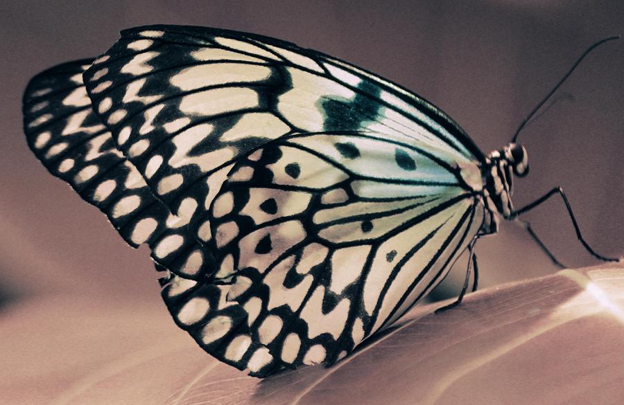 Butterfly Photograph - Her Heavenly Soul by The Art Of Marilyn Ridoutt-Greene