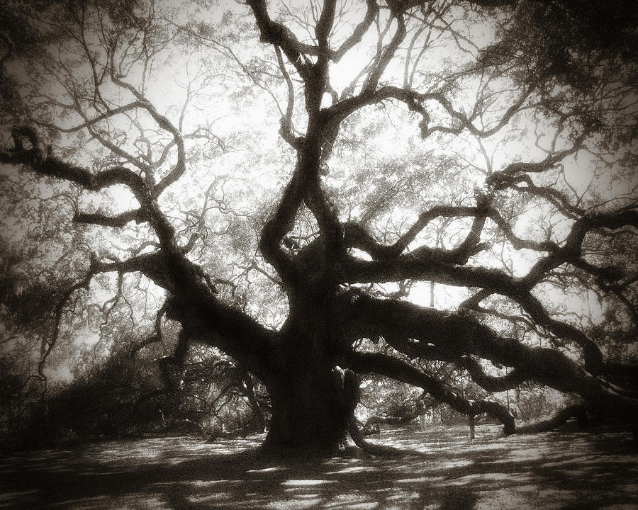Tree Photograph - Her Majesty by Amy Tyler