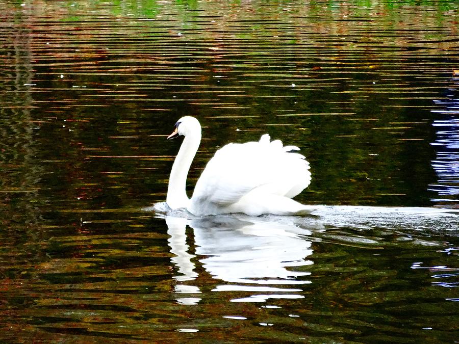 Her Majestys Swan Photograph by Alan Lakin