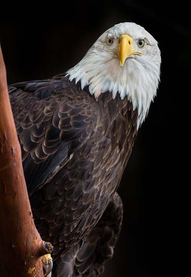 Her Majesty Photograph by Greg Nyquist